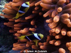 Lovely nemos by Salem Al-Fadalah 